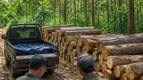 Kemenhut tetapkan tersangka kasus peredaran 34 batang kayu jati di kawasan Perhutani Tuban