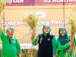 Gubernur Khofifah Panen Perdana Padi Varietas BK 01 dan 02 di Situbondo