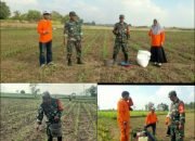 Babinsa Koramil 0829-04/Burneh Bantu Rawat Tanaman Jagung