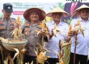 Dukung Ketahanan Pangan Nasional, Polres Pamekasan Panen Raya Jagung di Desa Ponteh